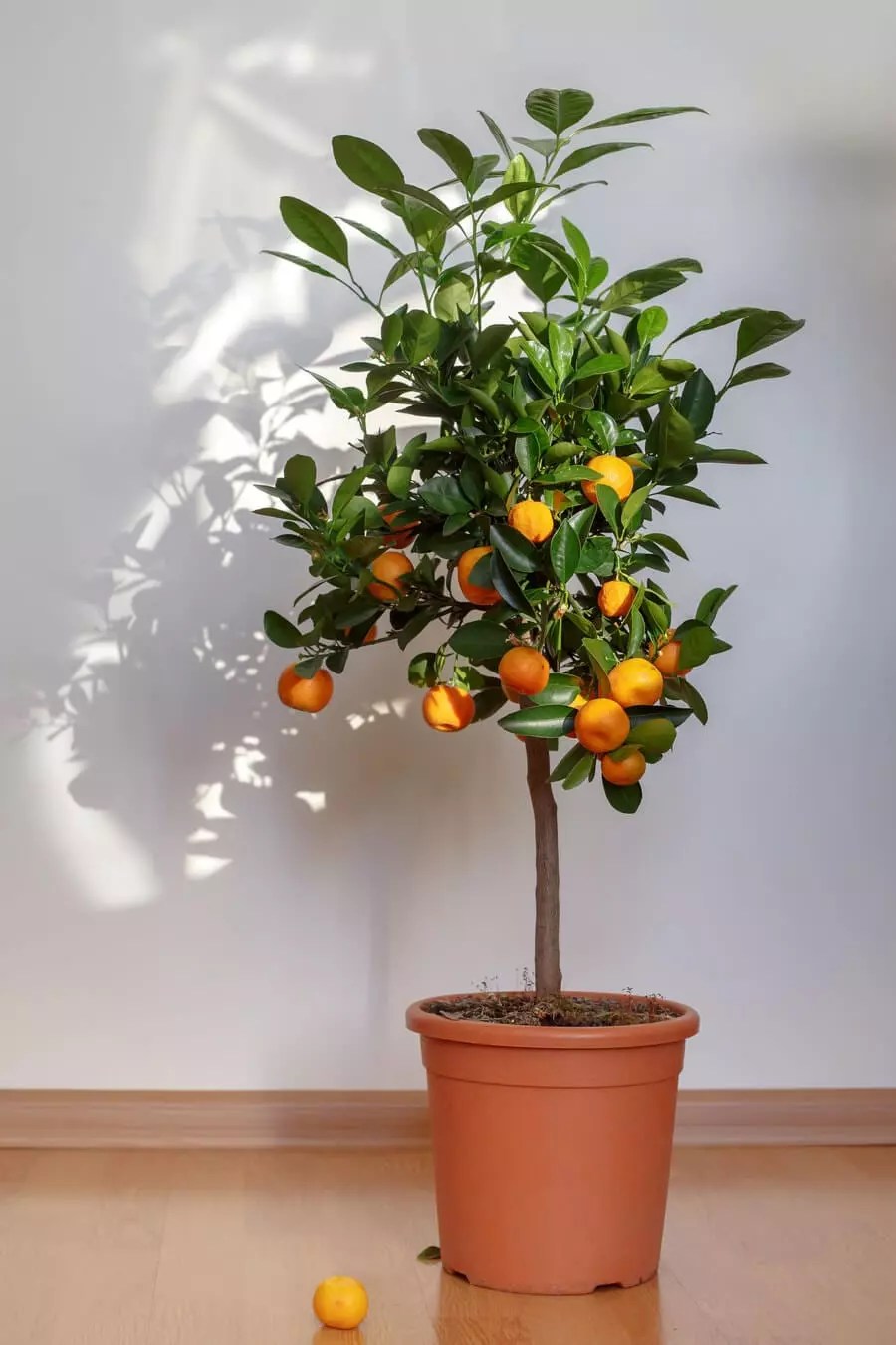 Tips To Care Indoor Fruit Trees Homedecomastery