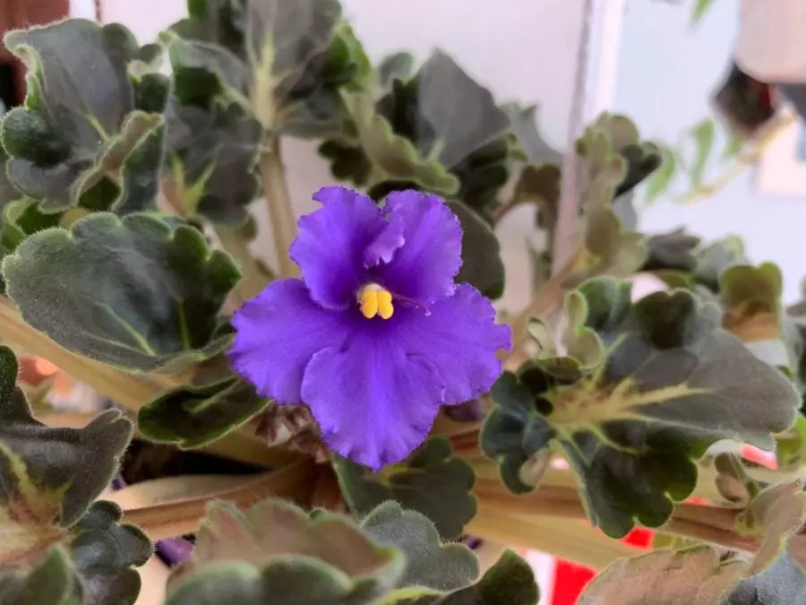 How often to water african violets (plus 3 ways to dechlorinate the