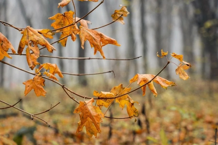 How Long Does A Pine Tree Live Garden Tabs