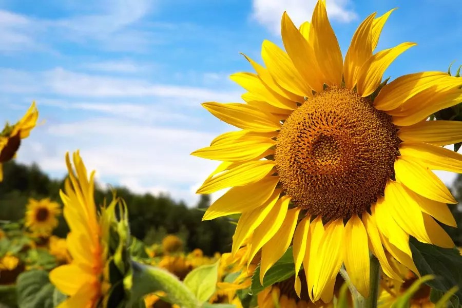 Be prepared for power outages and natural disasters by checking out these 10 top rated home generators. How Fast Do Sunflowers Grow And How To Maximize Growth The Practical Planter