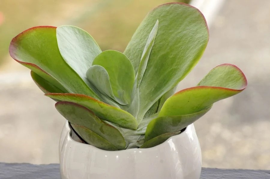 Why is my kalanchoe not flowering? (6 common causes)