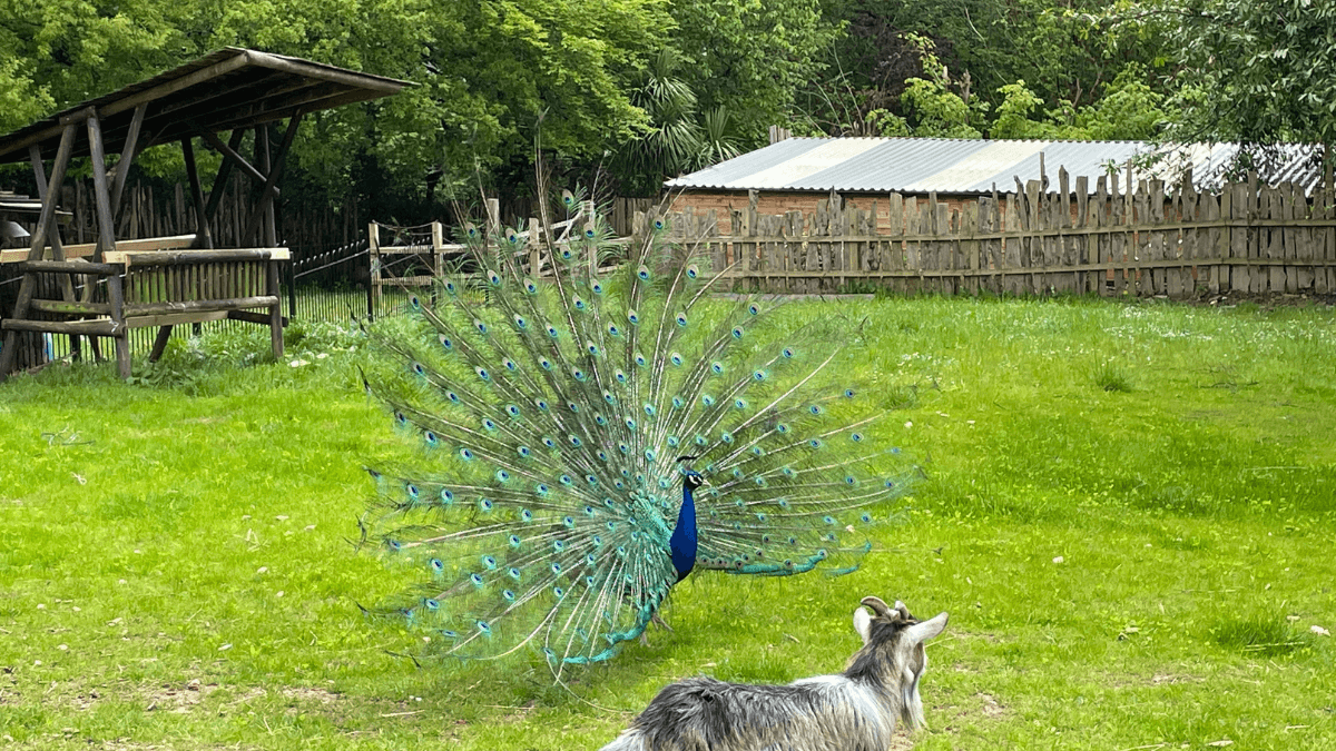 A beautiful peacock, showing all of its feathers is standing on grass. There is a goat just in front of it. There is a wooden fence and a wooden structure behind the peacock