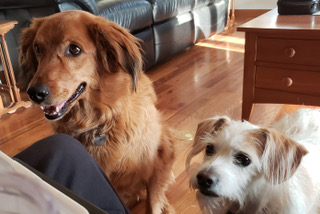 Blessings for Pets (and Their Humans)