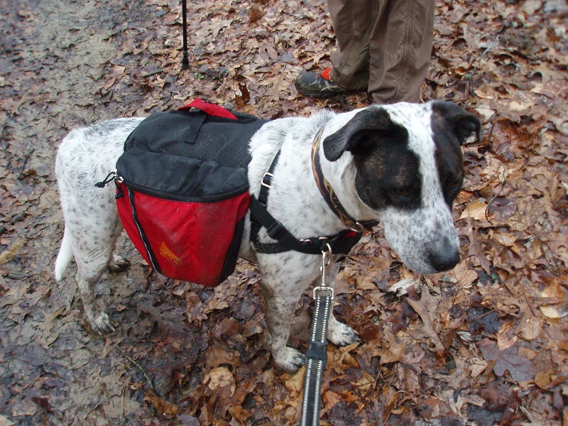 It's time to go walkies! Hiking with Jaxon. - Down the Rabbit Hoel
