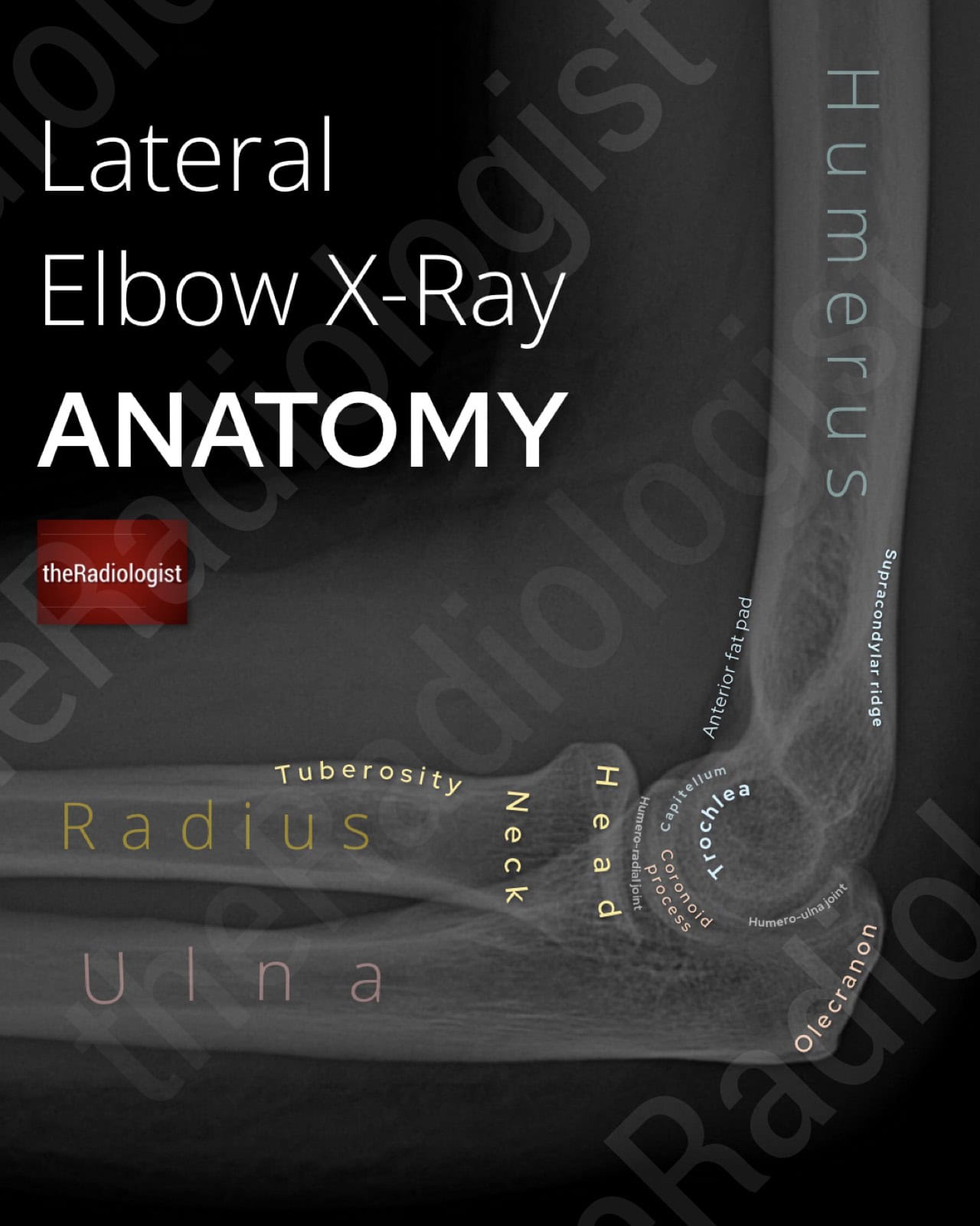 The radiologist anatomy gallery