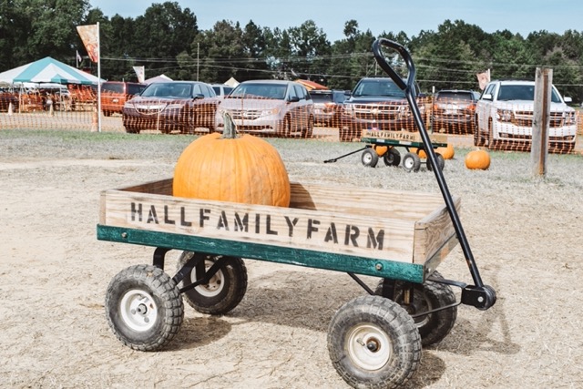 The Sweetest Pumpkin Patch in Charlotte
