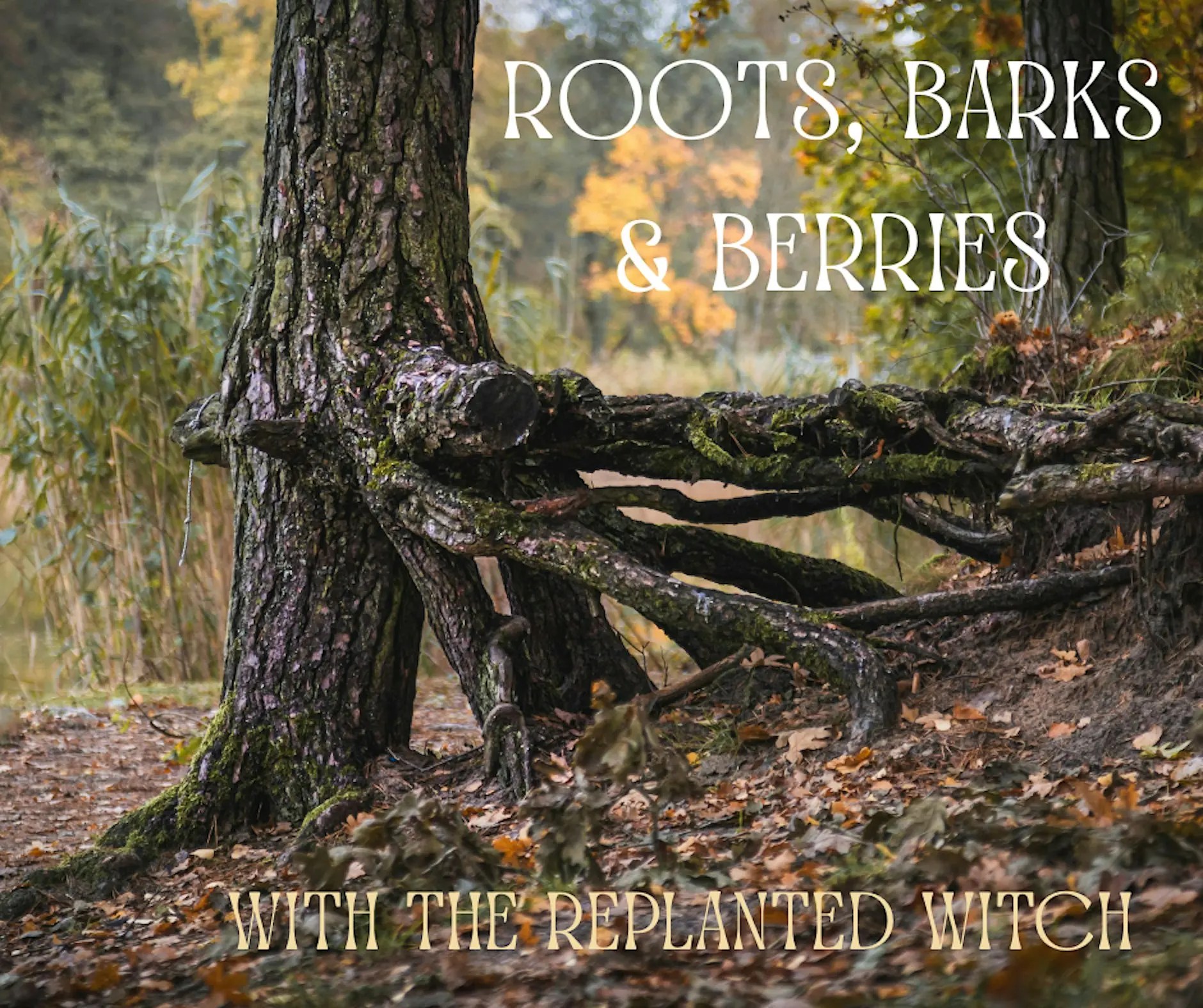 11/18/26 Roots, Barks and Berries