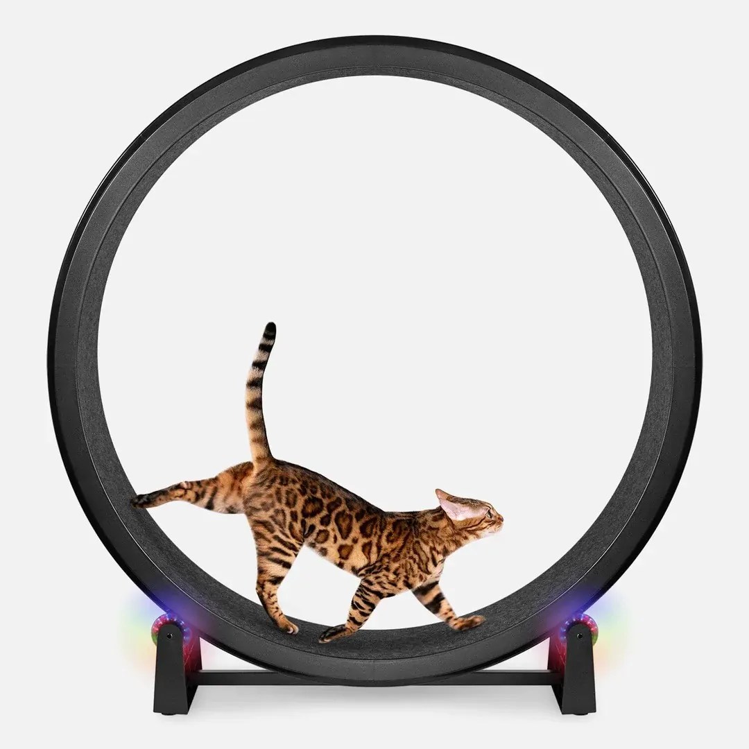 One Fast Cat Exercise Wheel