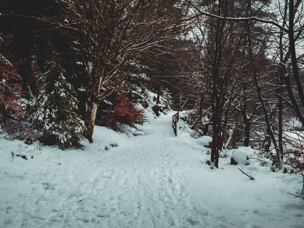 Forest full of snow