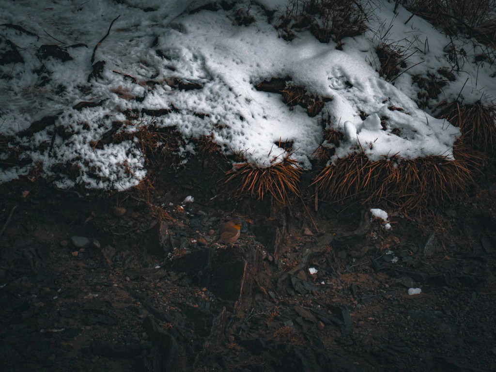 Bird surrounded by snow