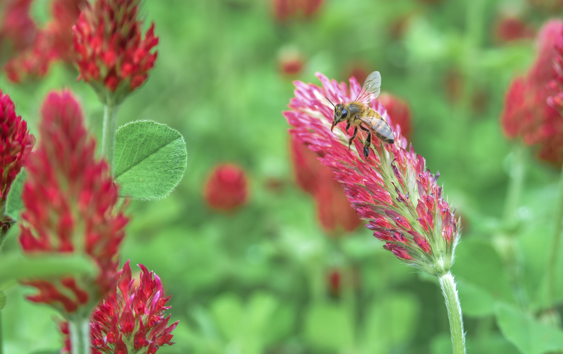 honey bee with crimson clover