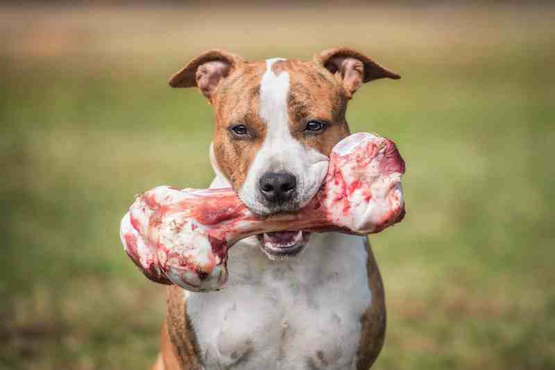 The Doggie Box: High Quality Beef Bones