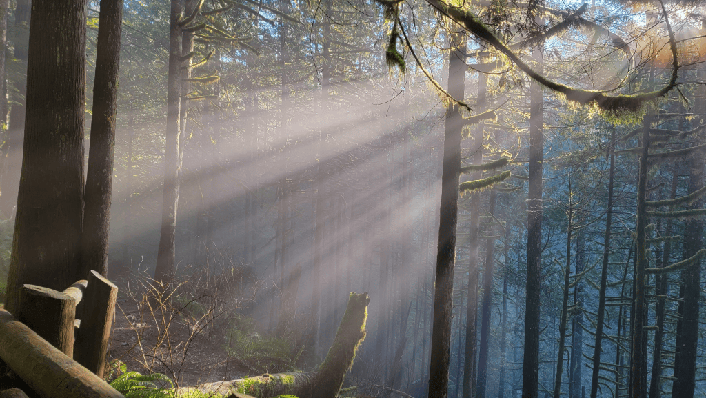 rays of sunshine in a dense forest