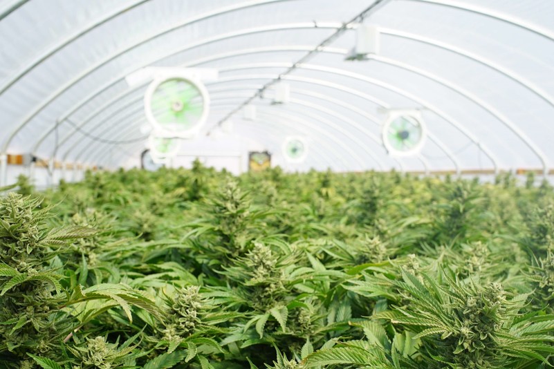 Cultivation
