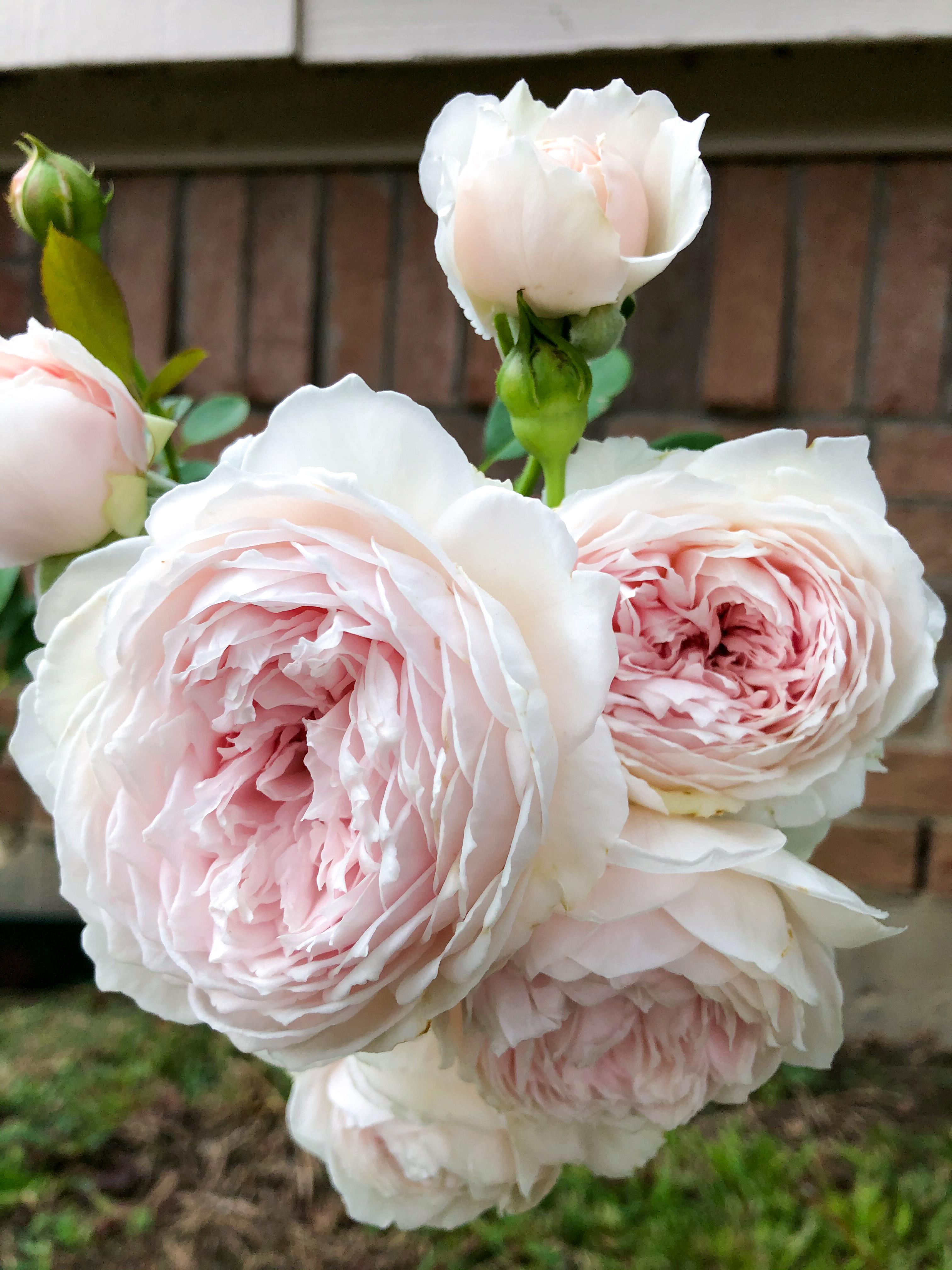 Earth Angel Rose - The Rose Table