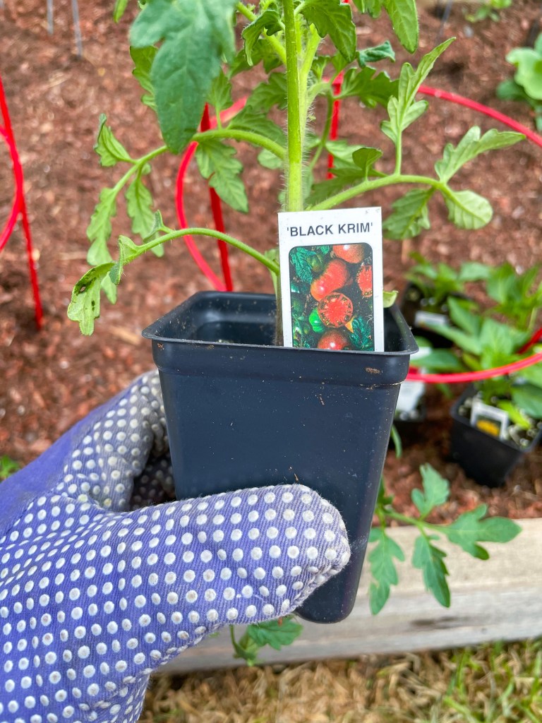 Black Krim Tomatoes