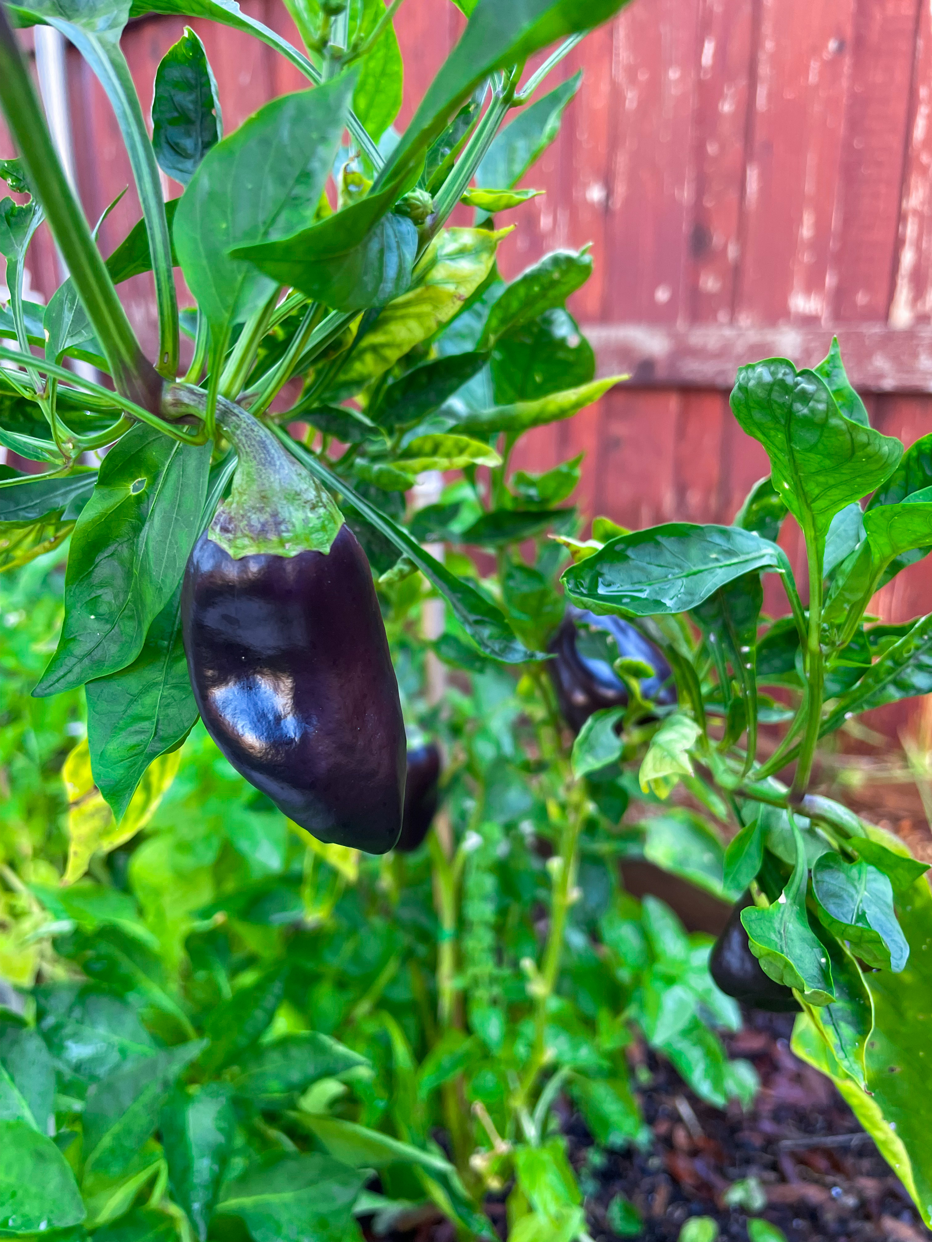 Growing Purple Bell Peppers