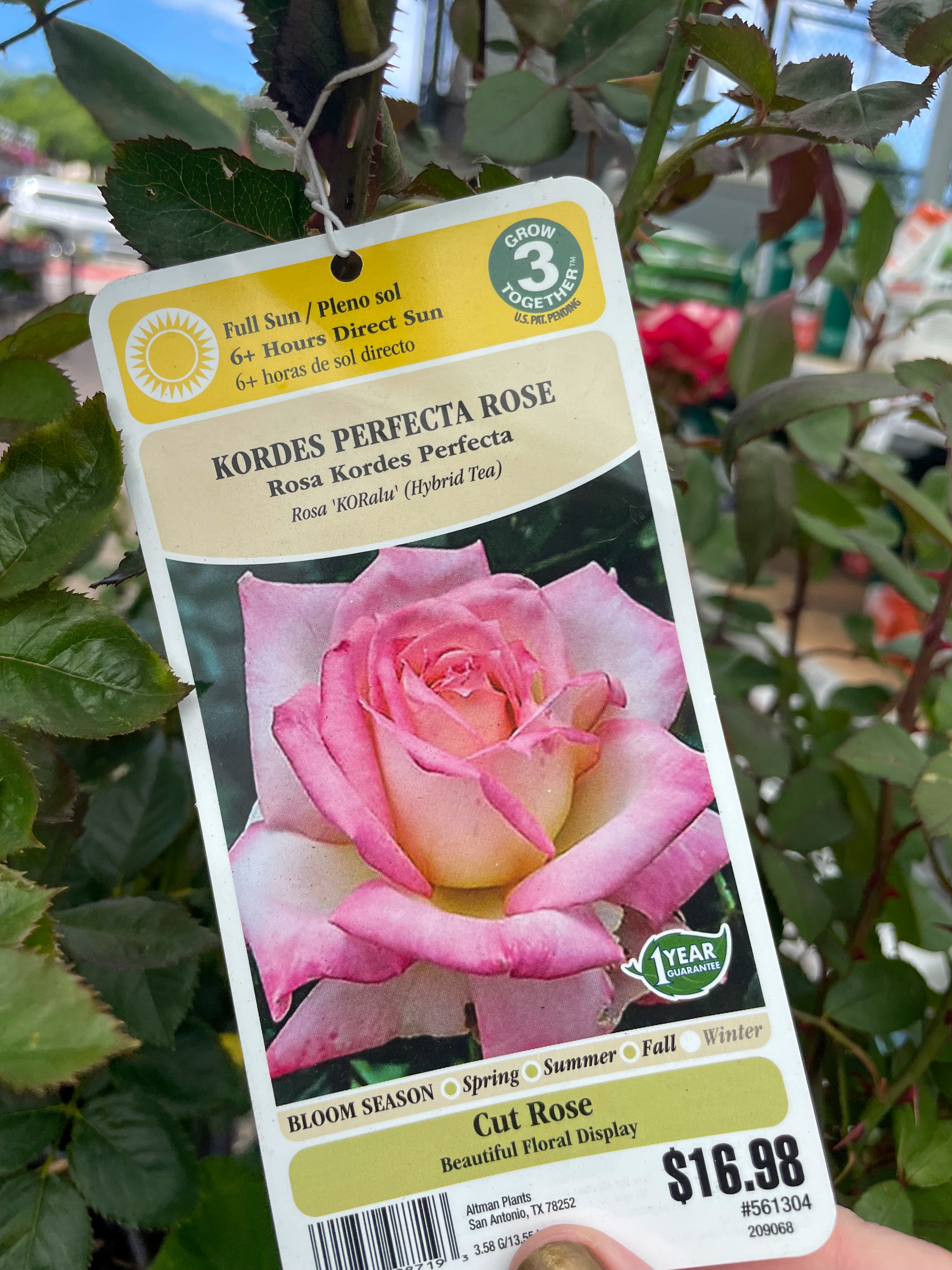 New Roses at the Farm - The Rose Table