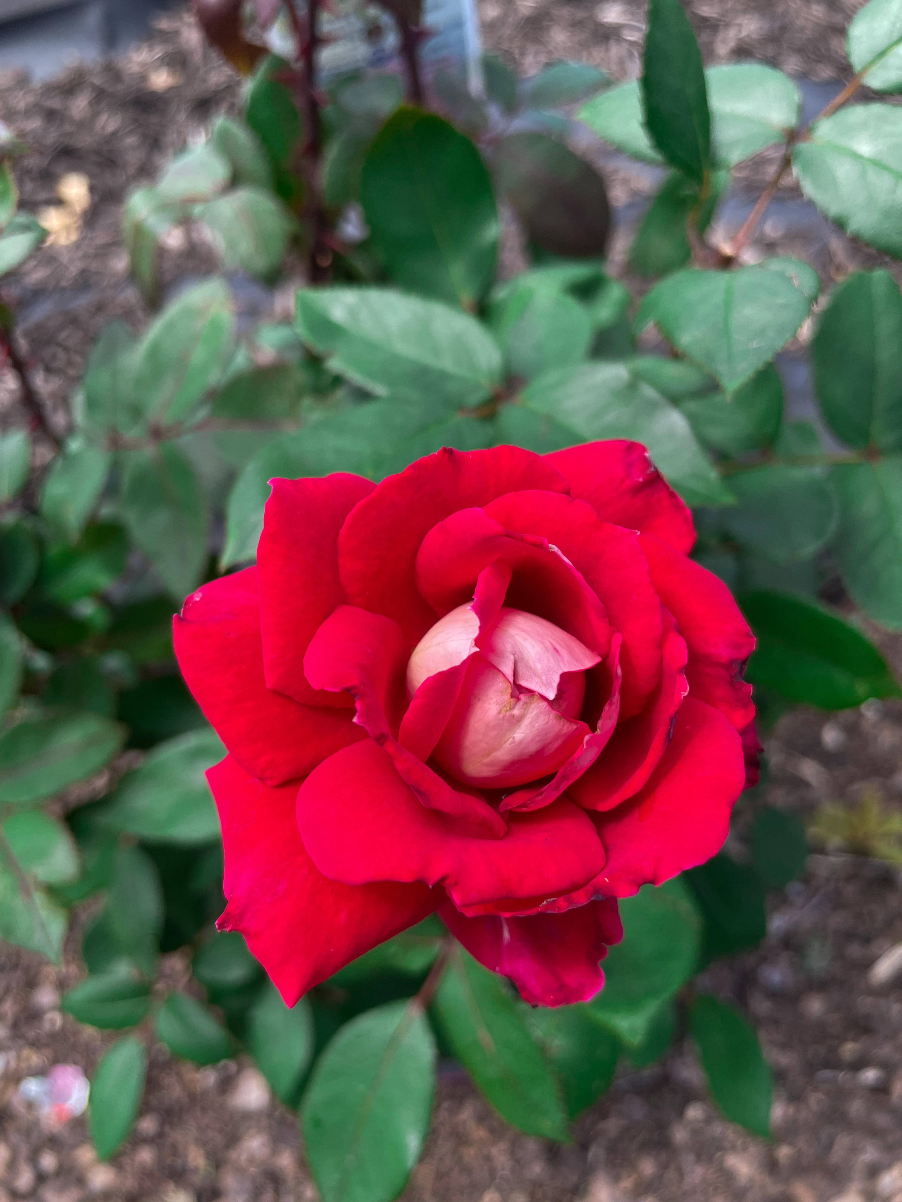 New Roses at the Farm - The Rose Table