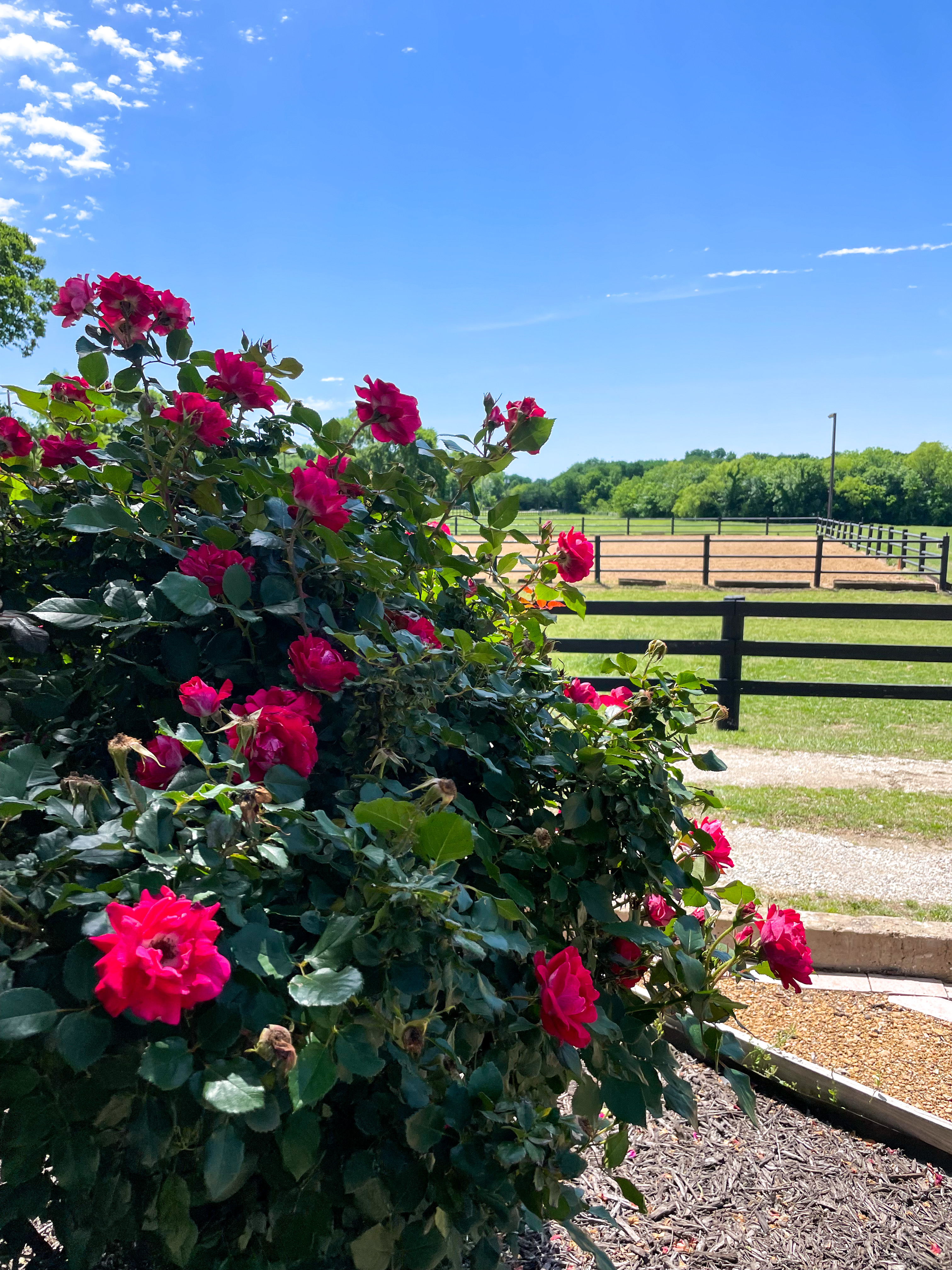 New Roses at the Farm - The Rose Table