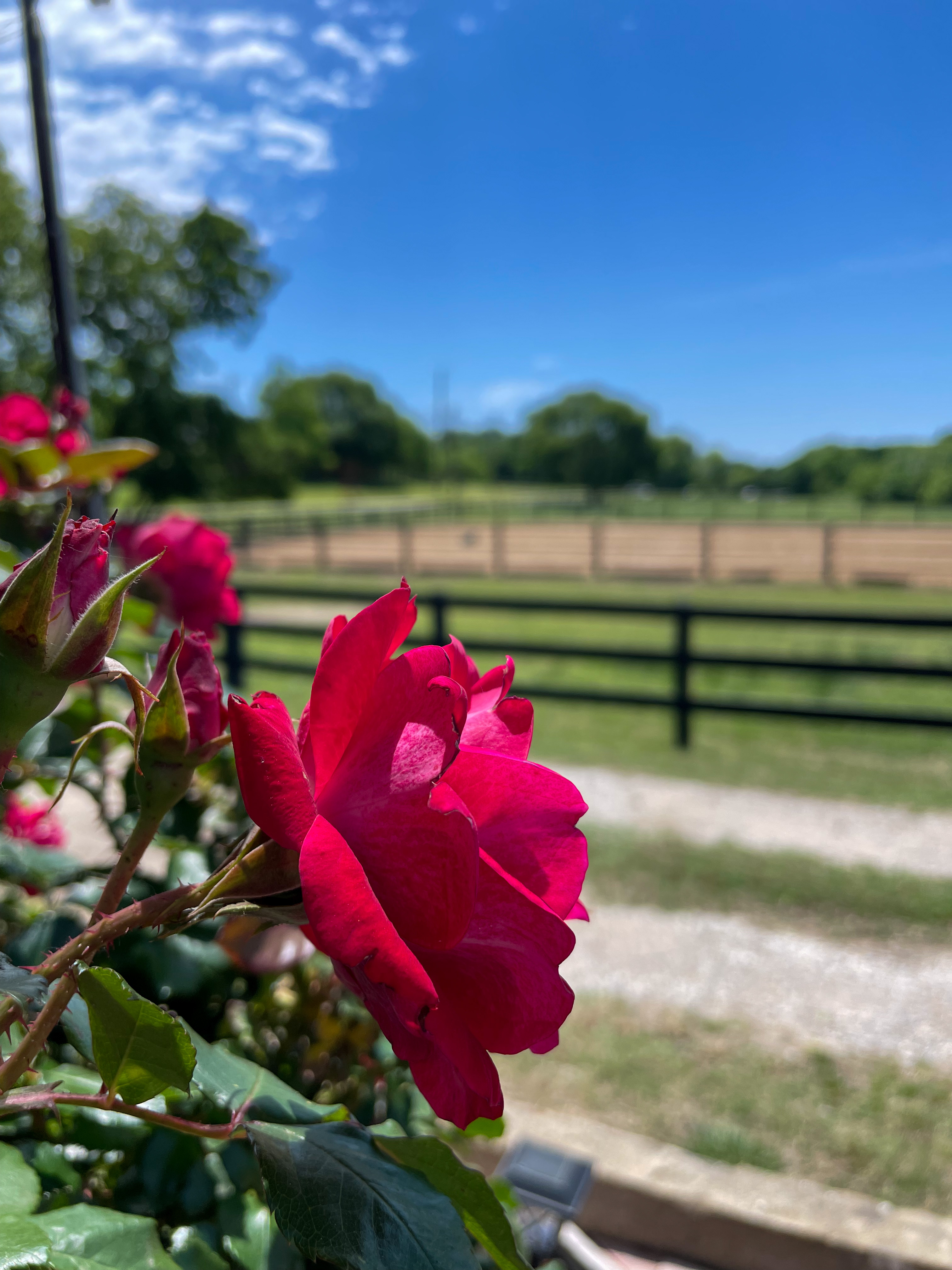New Roses at the Farm - The Rose Table