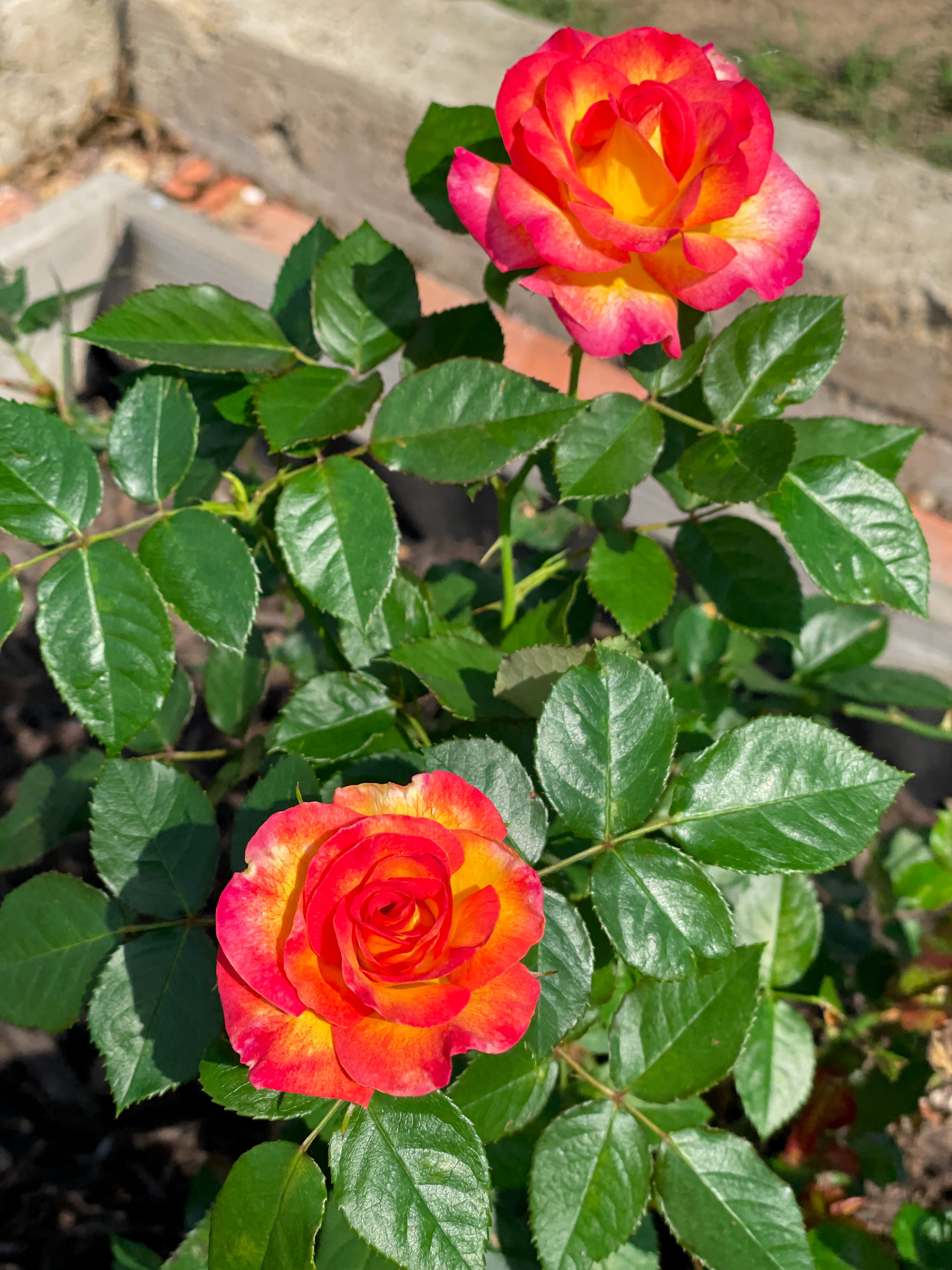 New Roses at the Farm - The Rose Table