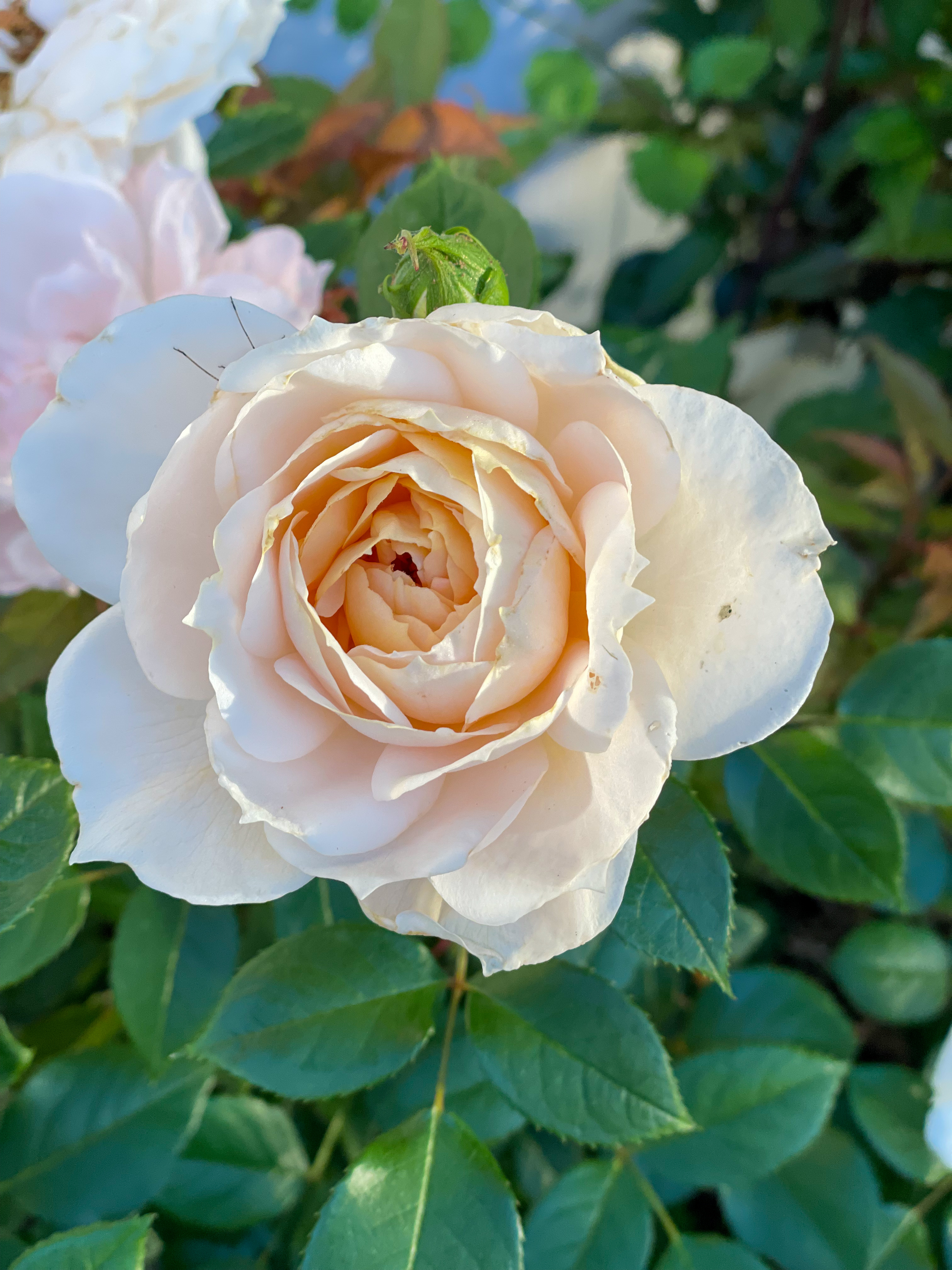 IMG_4622.jpg?fit=3024,4032&ssl=1