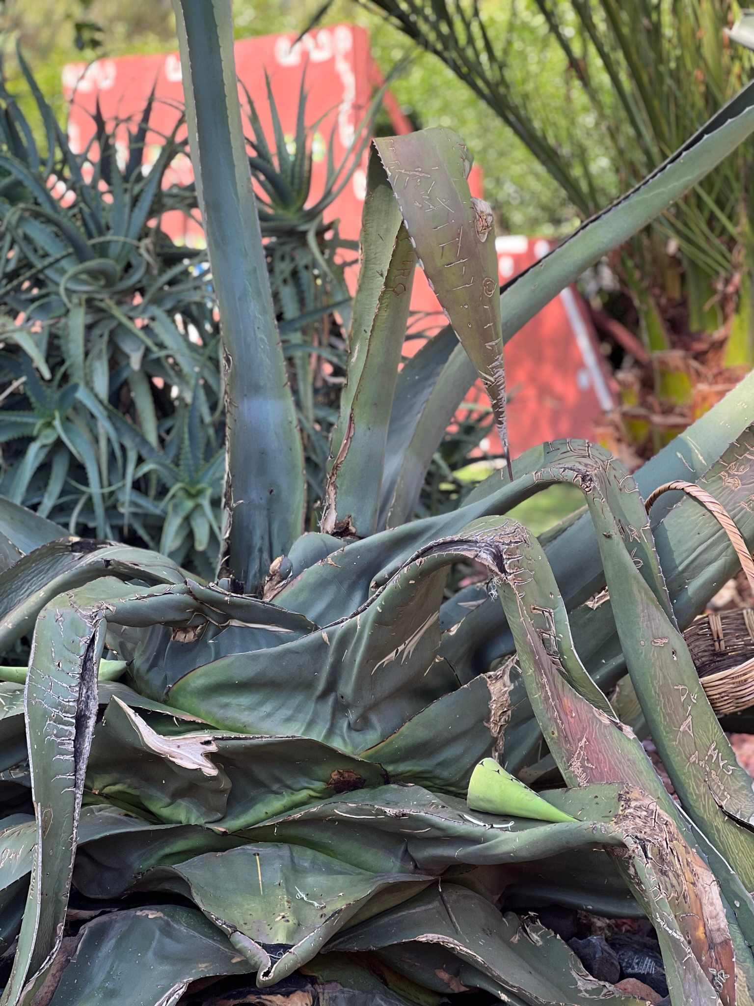 Agave plant