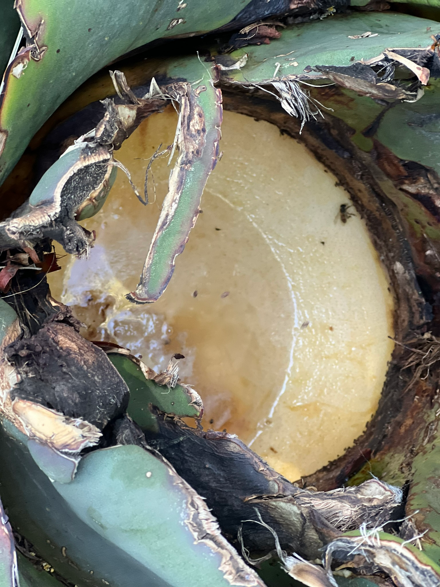 Agave heart