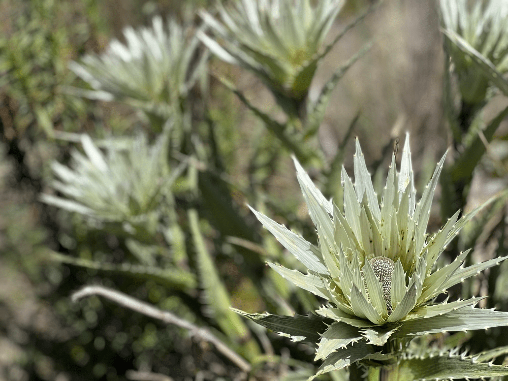 Rosa de las Nieves (Eryngium proteiflorum)