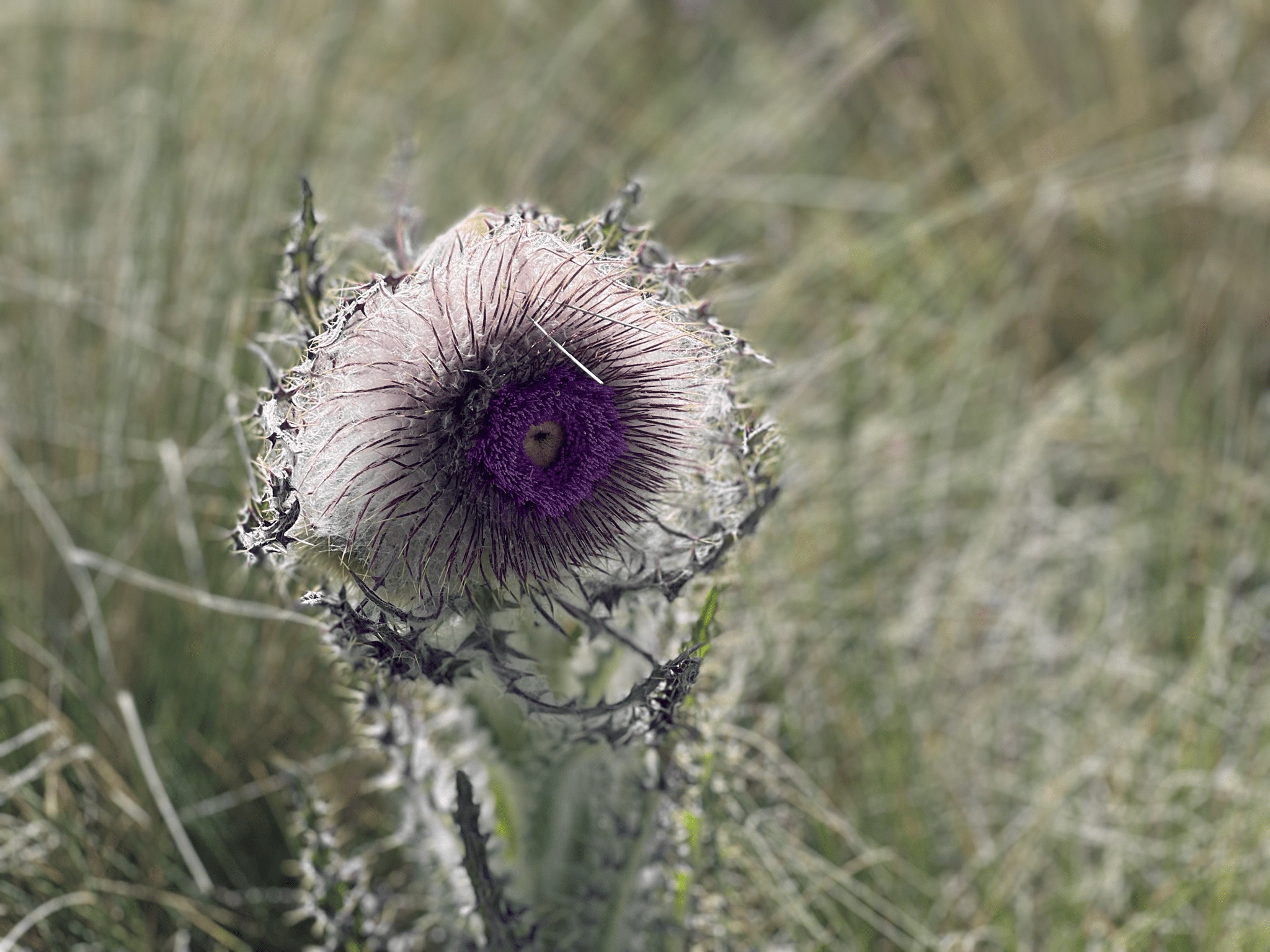 Cardo de los volcanes (Cirsium nivale)