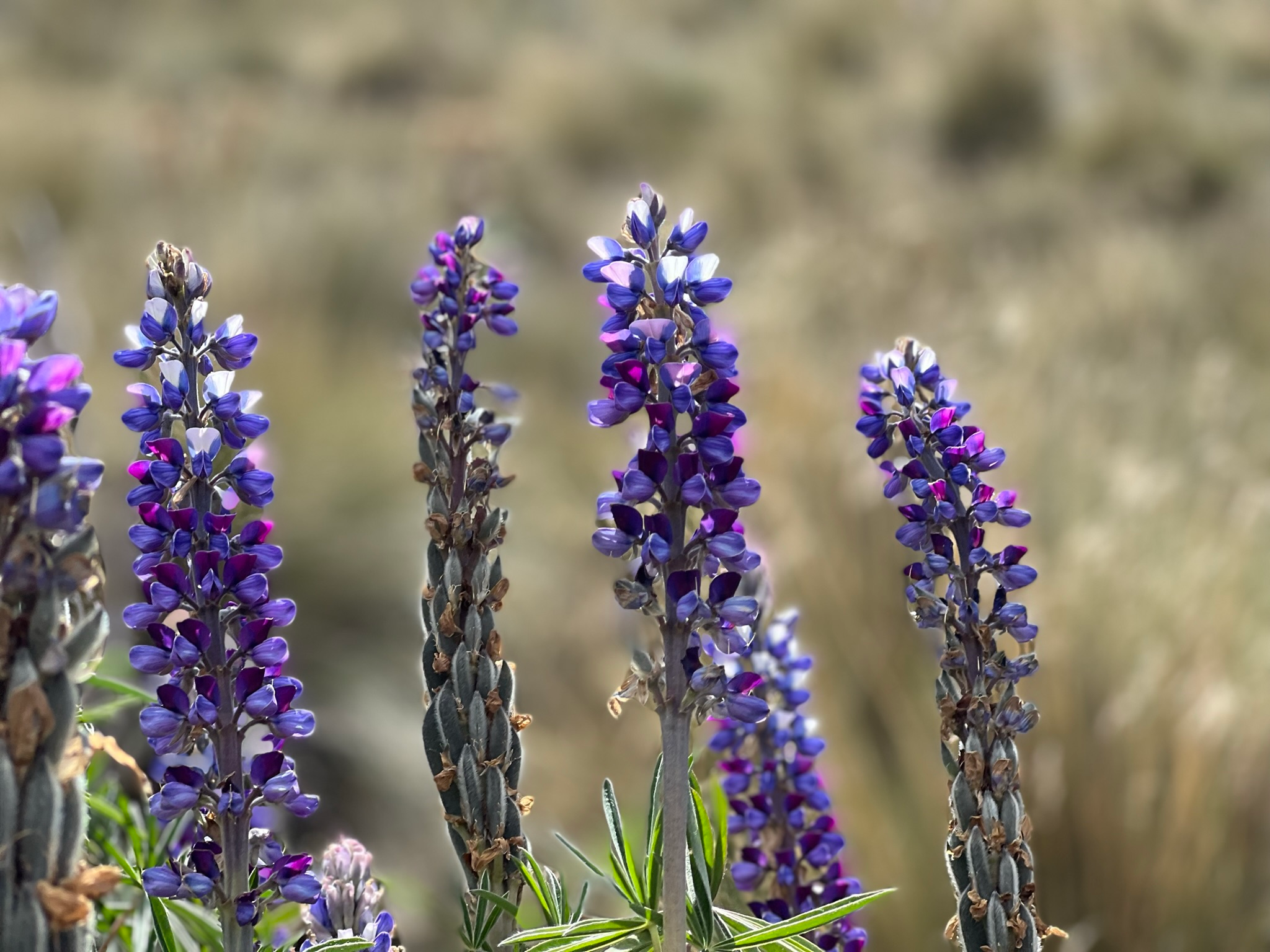 Garbancillo (Lupinus sp,)
