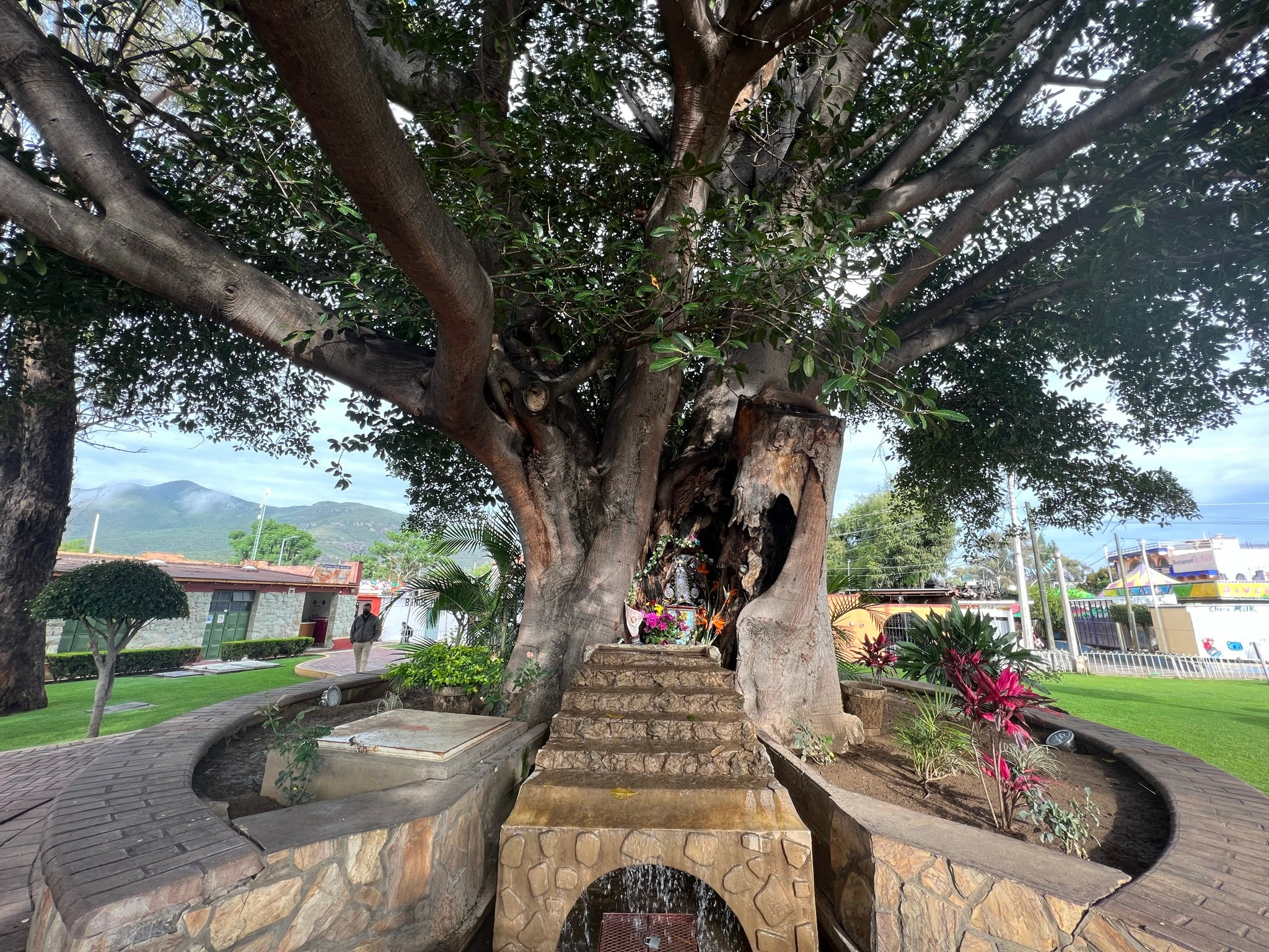 The 'small' tree in the square