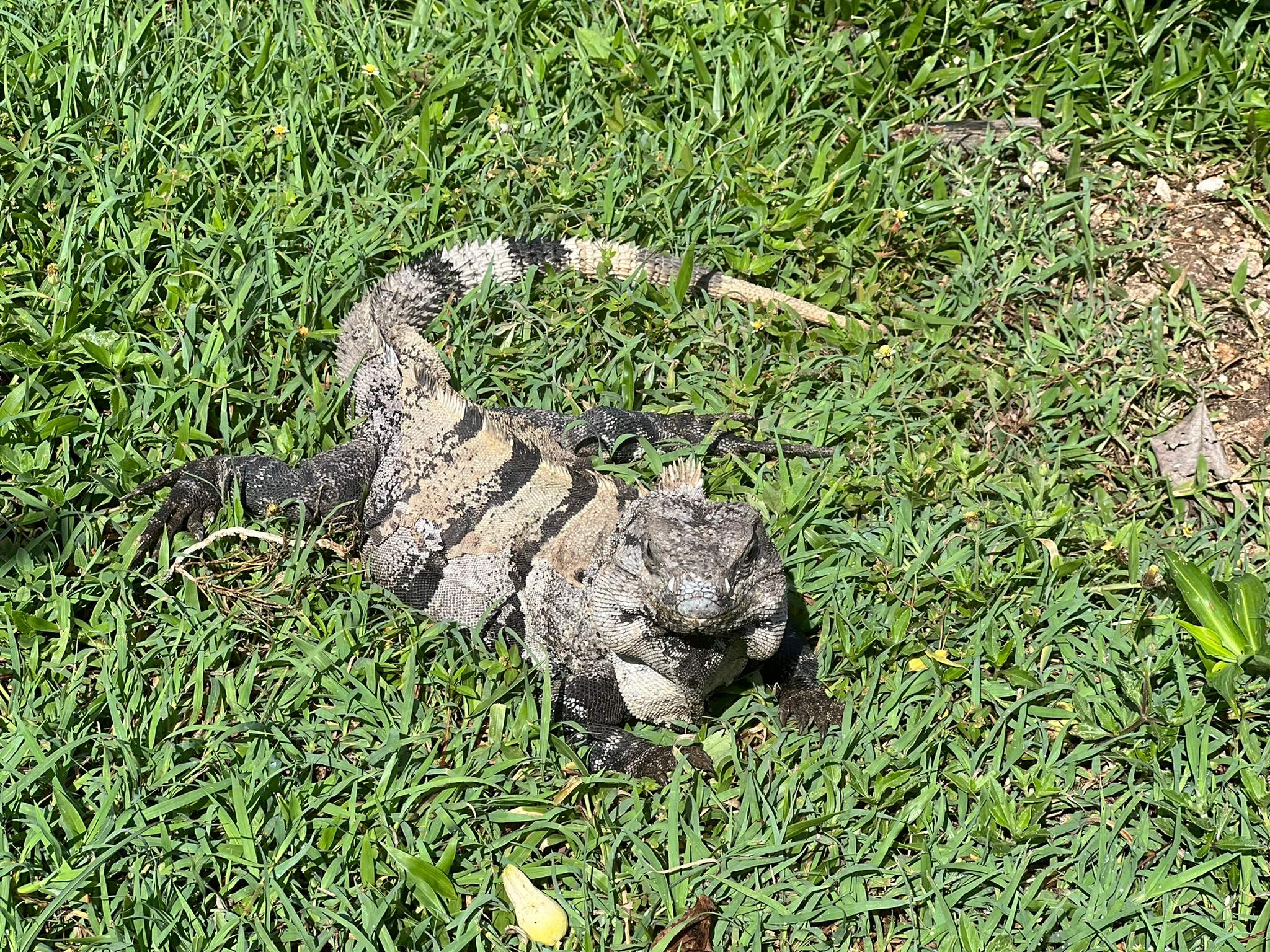 Iguana