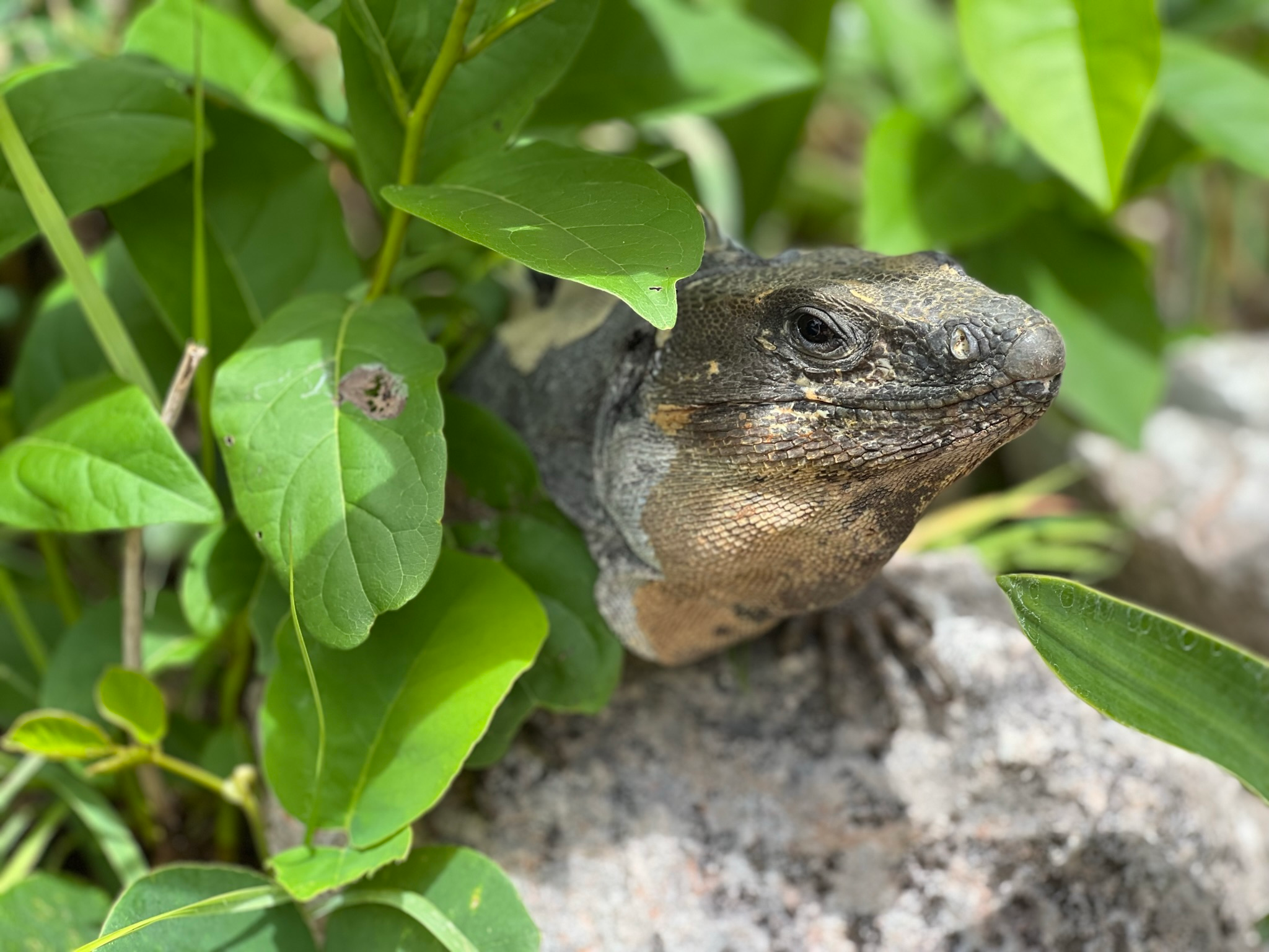 One of the many iguanas roaming the site