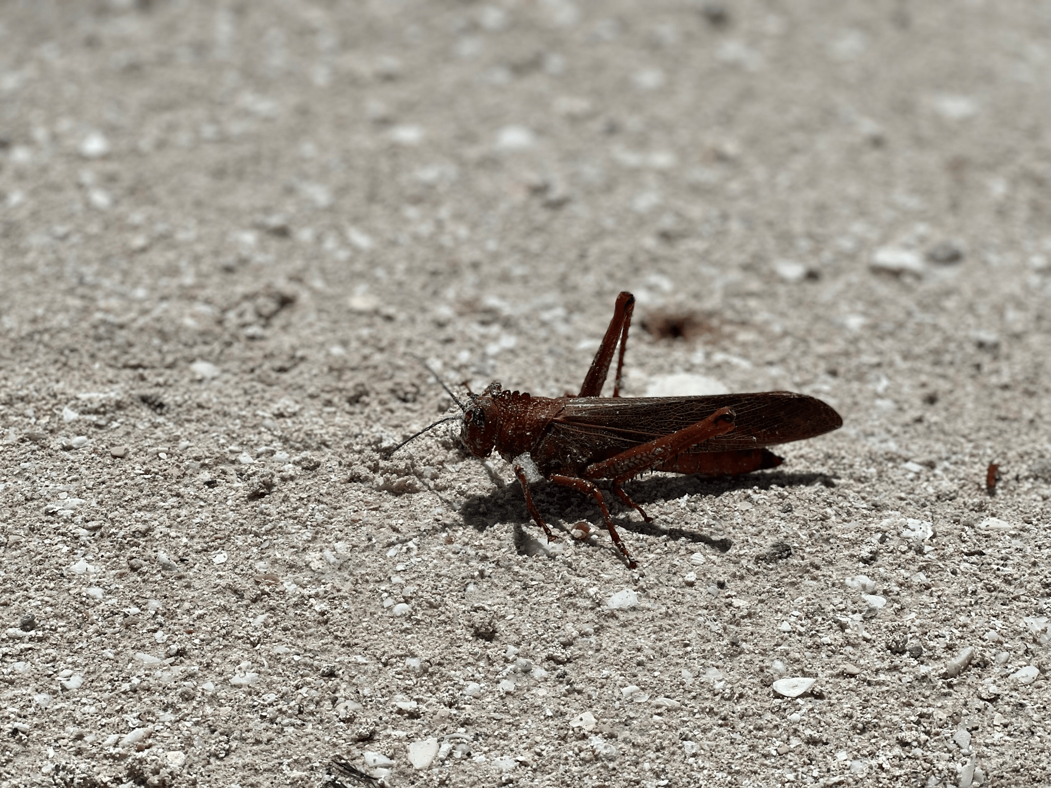 Salted grasshopper