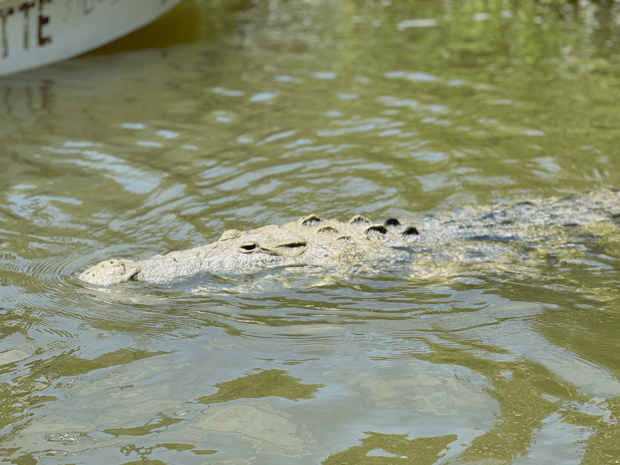 Croc