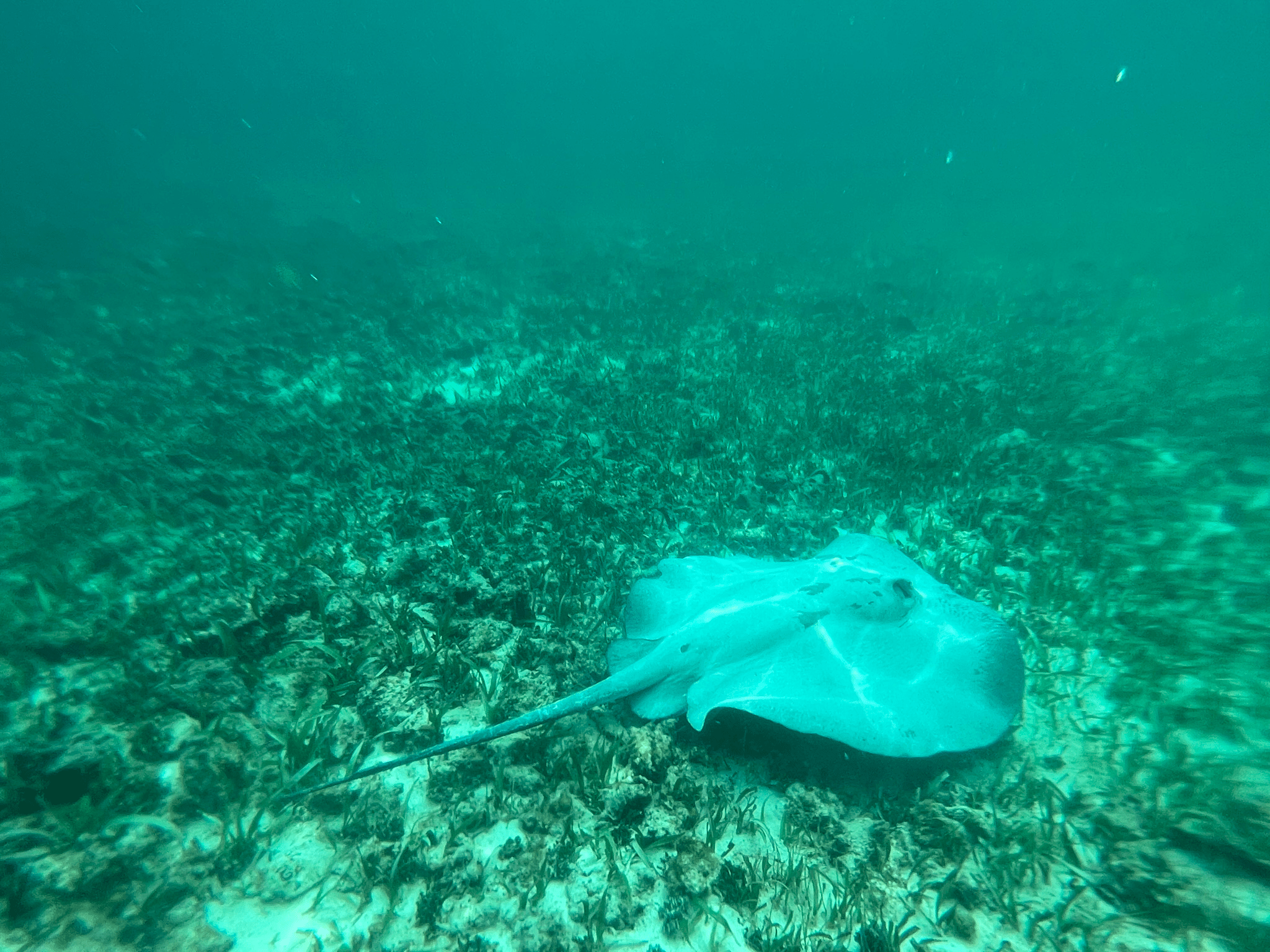 Southern Stingray
