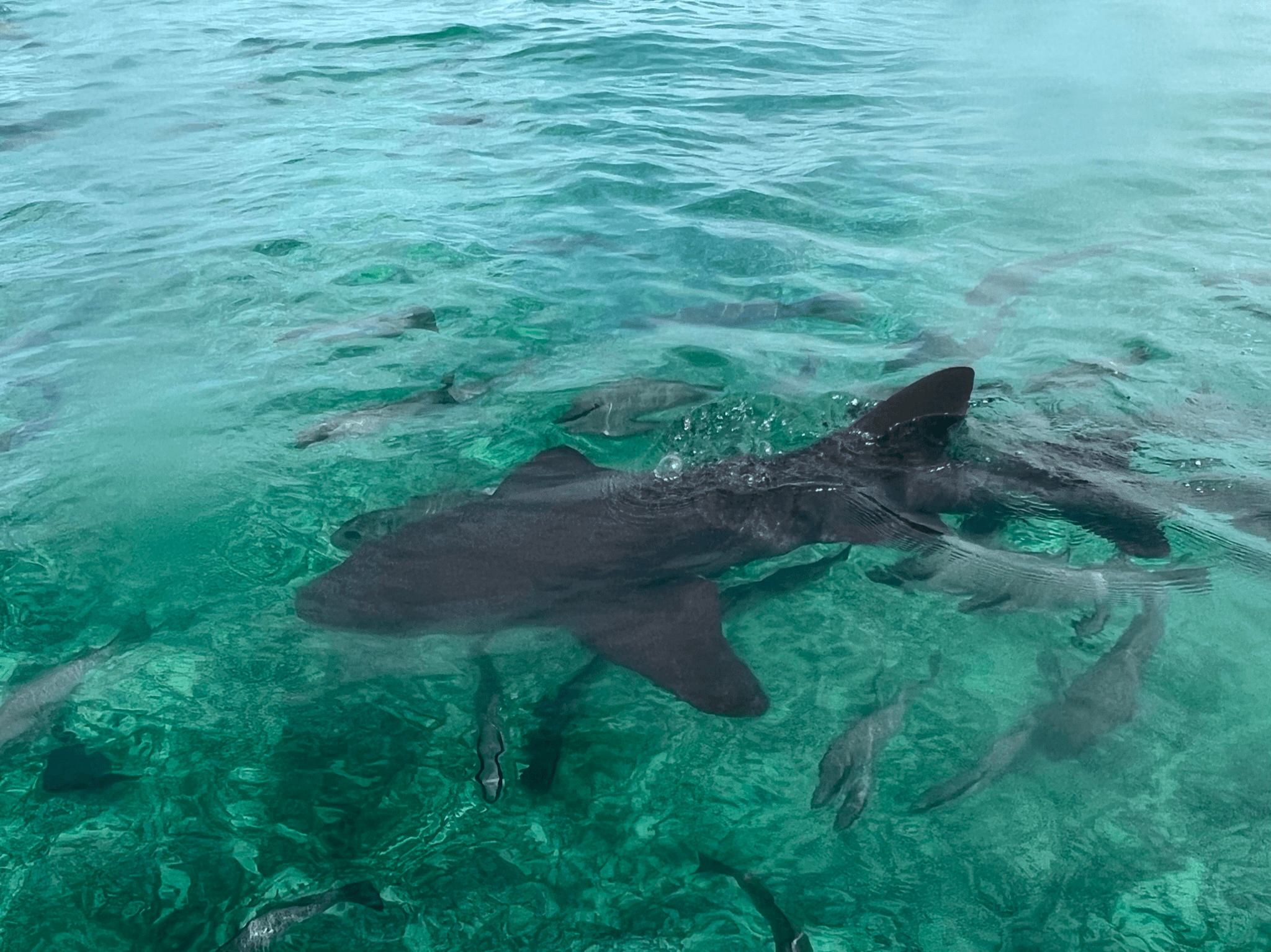 Nurse shark
