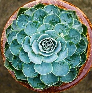 Growth