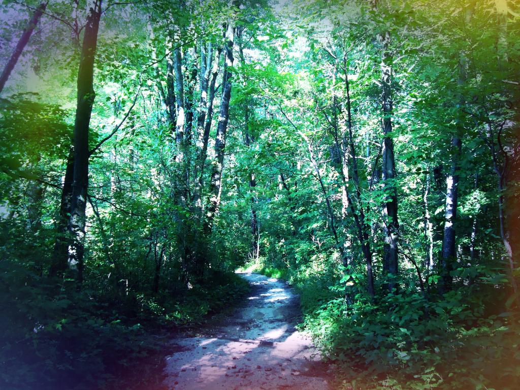 Walk Your Path