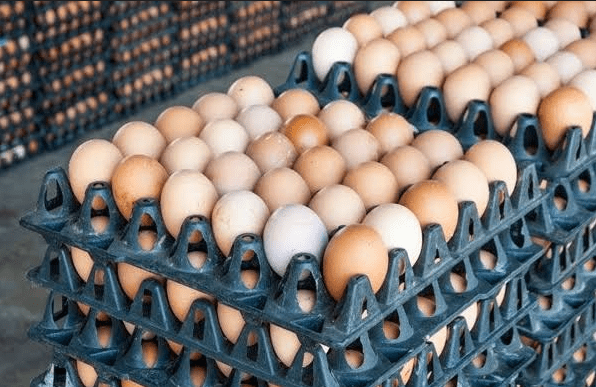 egg-create-2