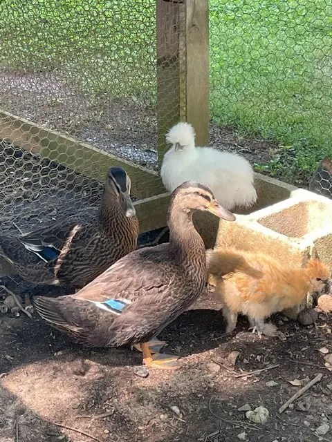 Ducks and chickens at the Sautee Inn