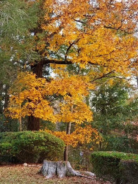 Fall at the Sautee Inn