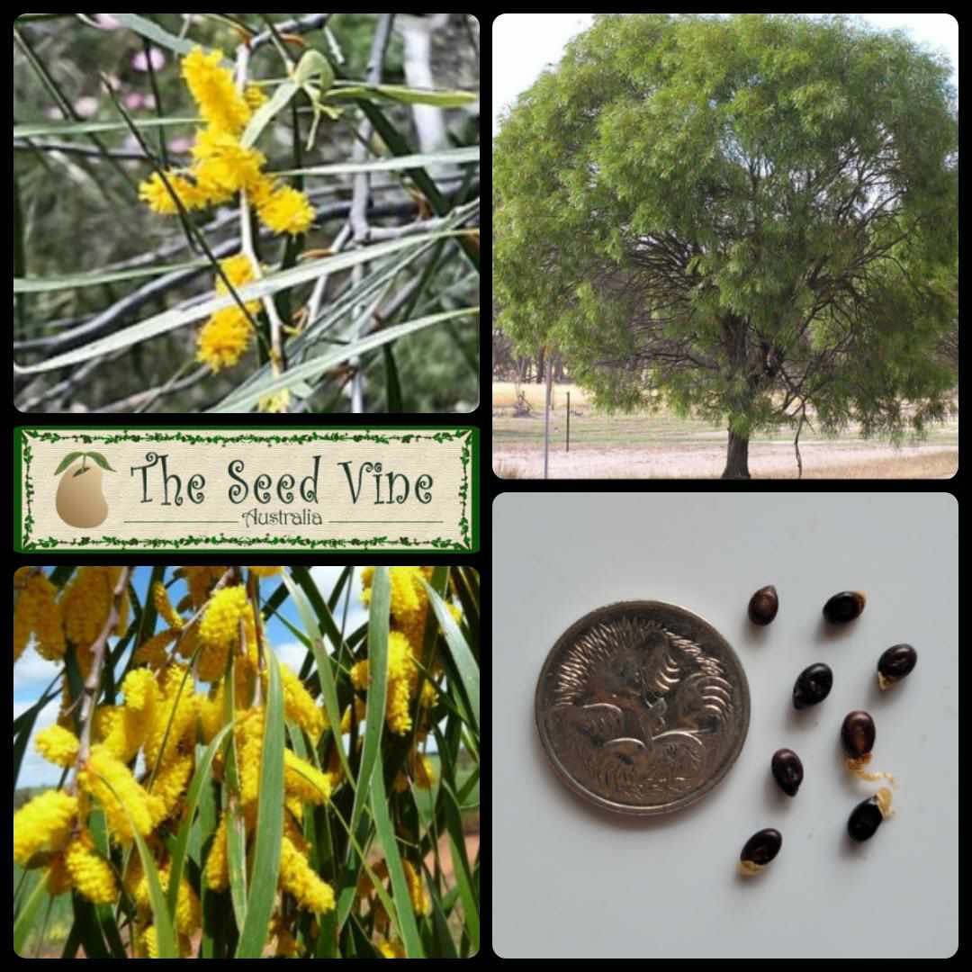 10粒~ Acacia Acuminata 種子 MENU 【公式通販】 10粒~ Acacia Acuminata 種子 MENU
