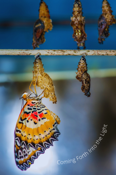 Butterfly emerging from its cocoon