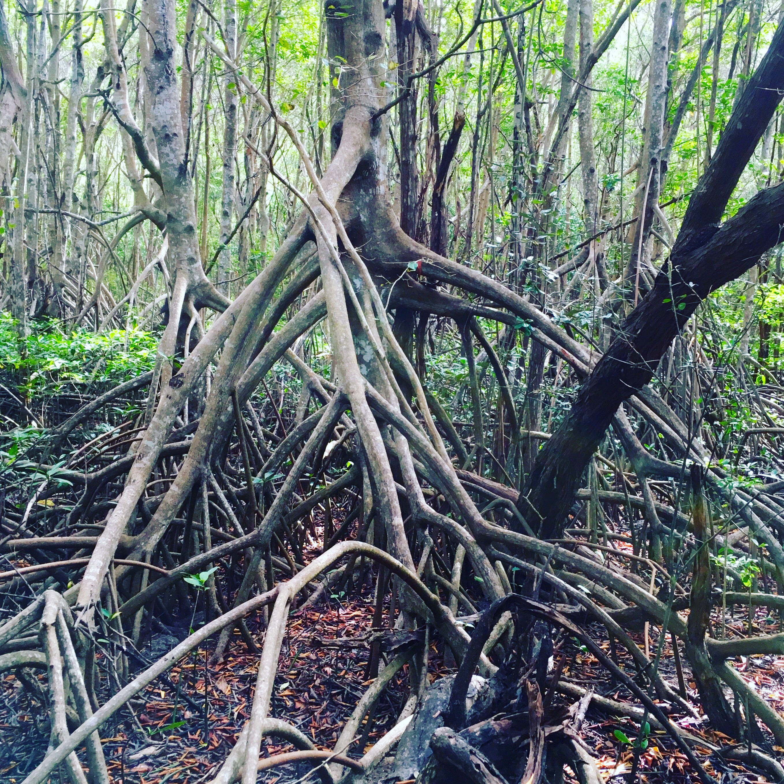 Mangrove Trees