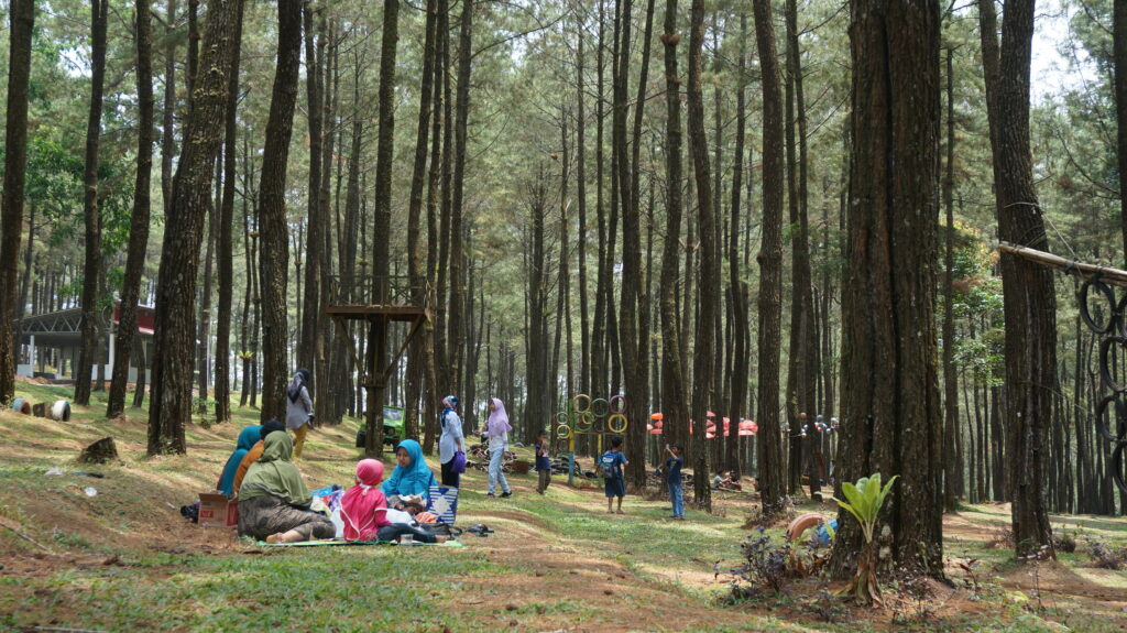 Kembang langit park, pine forest in batang