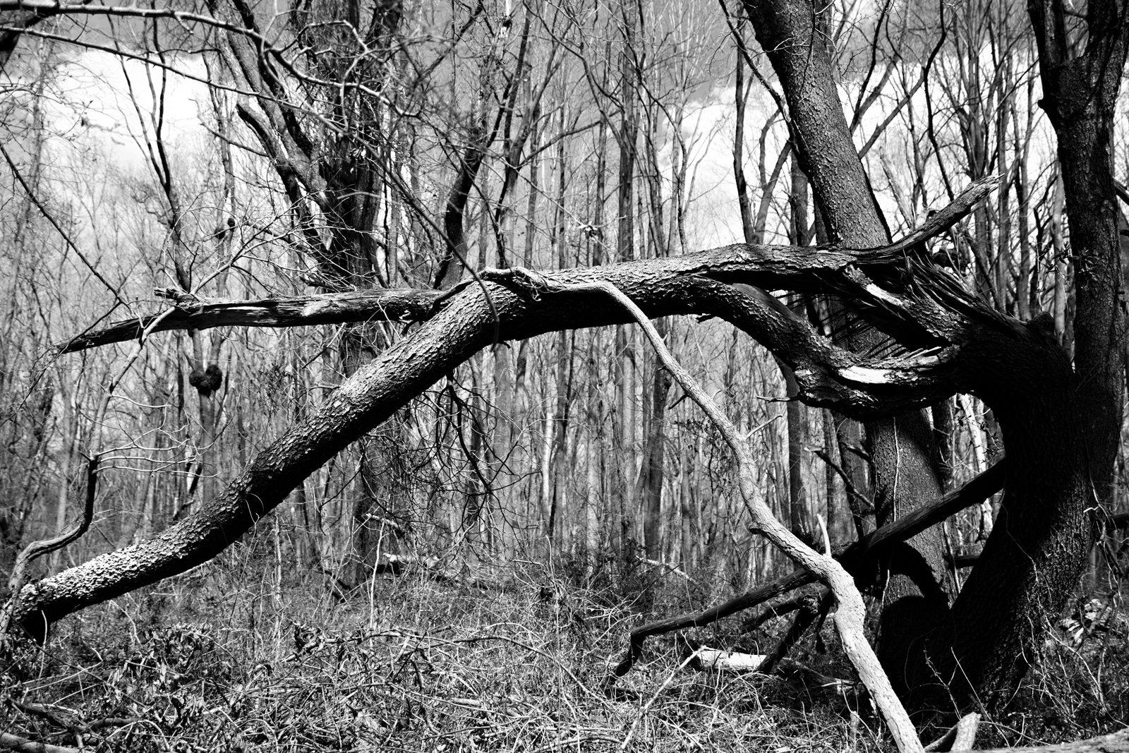 Predator Trees Are Everywhere seen near Finis Pool at the western side of Bombay Hook National Wildlife Refuge Smyrna, DE