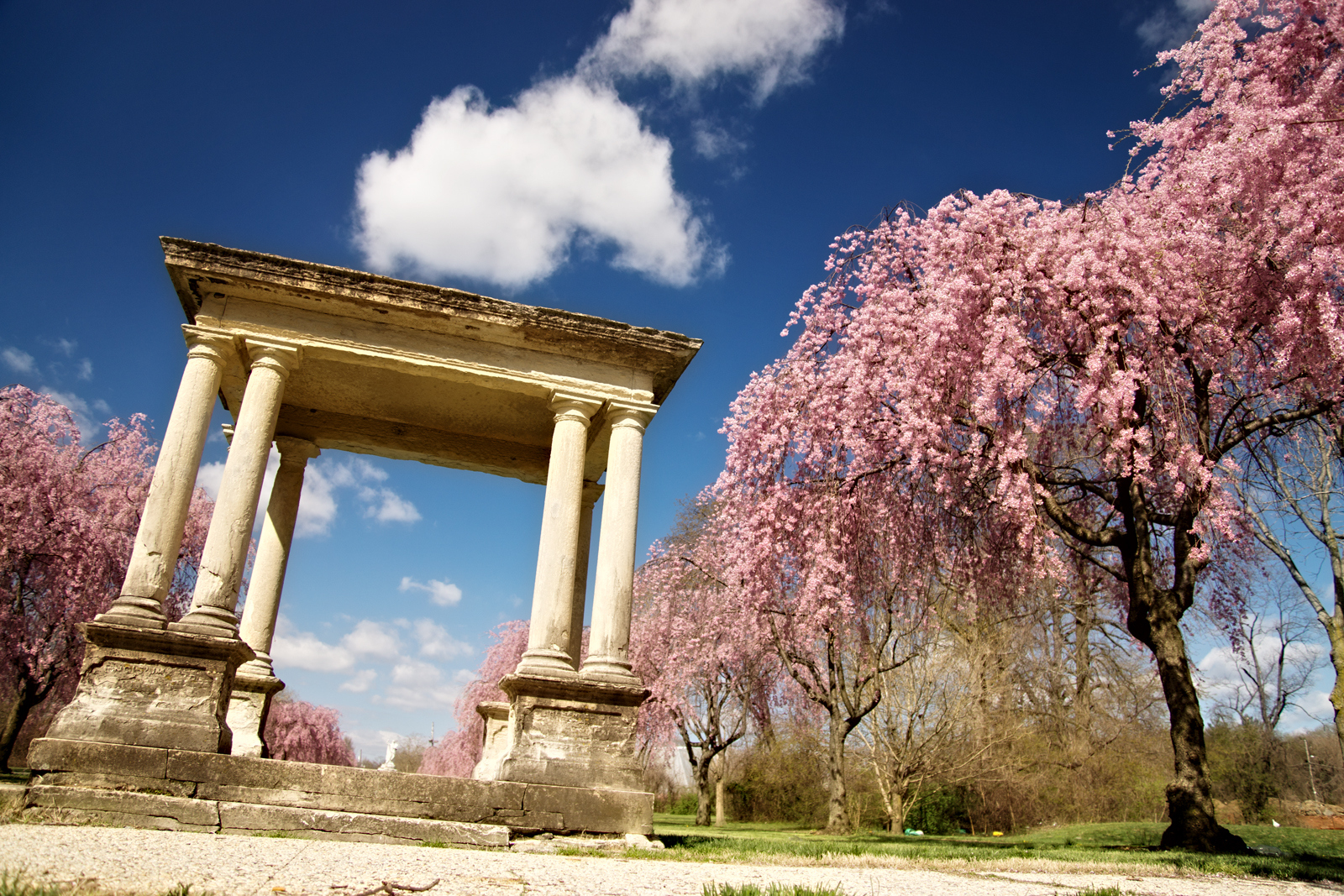 Cherry Blossoms at Fairmount Horticultural Center. Philadelphia, PA